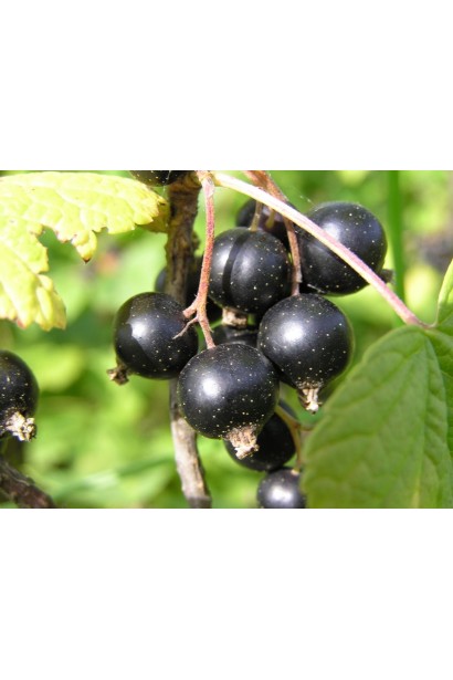 Плоди смородини чорної Око Дракона